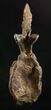 Beautiful Diplodocus Caudal Vertebra - Dana Quarry #10145-6